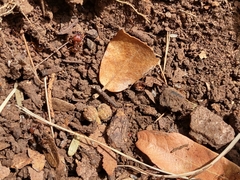 Pheidole obtusospinosa