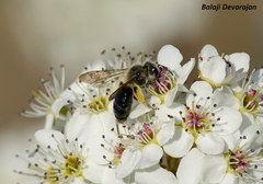 Andrena crataegi
