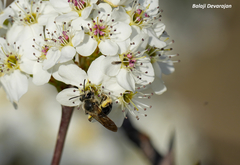 Andrena crataegi