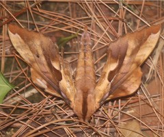 Phyllosphingia dissimilis