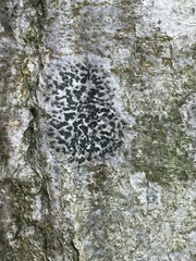Arthonia radiata