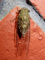 Platylomia amicta