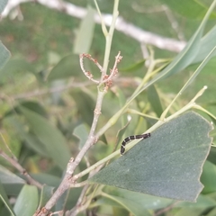 Pholodes sinistraria