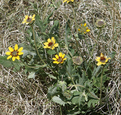 Berlandiera lyrata