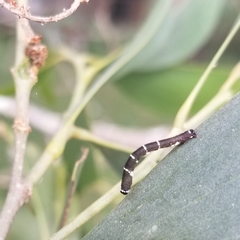 Pholodes sinistraria