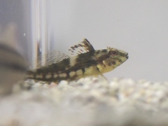 Pseudoblennius marmoratus