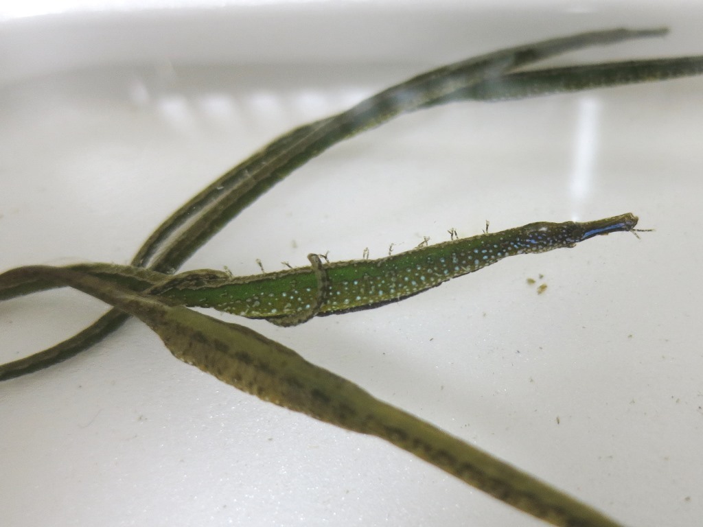 Hairy pipefish (Urocampus nanus) — Syngnathidae