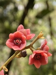 Endiandra hypotephra