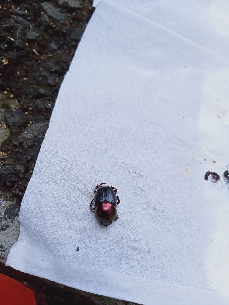 Parascatonomus aurifex