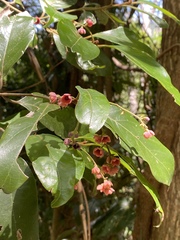 Endiandra hypotephra