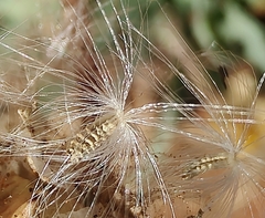 Reichardia tingitana