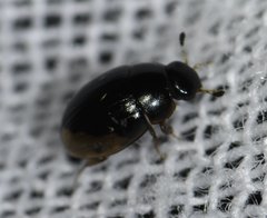 Cercyon praetextatus