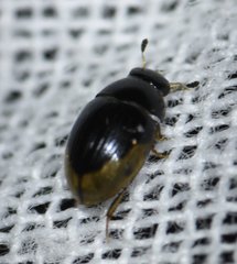 Cercyon praetextatus