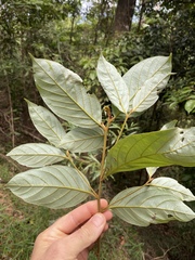 Endiandra hypotephra