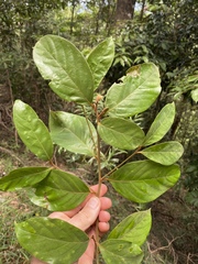 Endiandra hypotephra