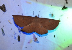 Phallaria ophiusaria