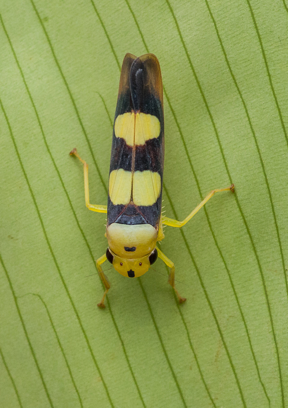 Tettisama bisellata