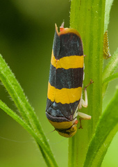 Pseudometopia transversa