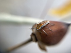 Hadrosomus confraternus