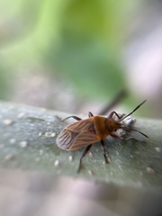 Hadrosomus confraternus