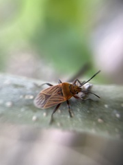 Hadrosomus confraternus