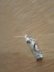 Leucotenes coprosmae