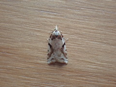 Leucotenes coprosmae