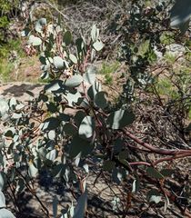 Arctostaphylos mewukka