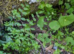Pellaea andromedifolia