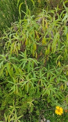 Baccharis densiflora