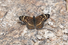 Chlosyne cyneas
