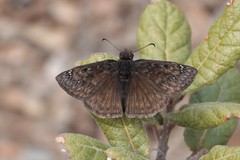 Erynnis meridianus