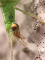 Chrysopidae