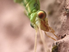 Chrysopidae