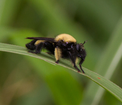 Laphria macquarti