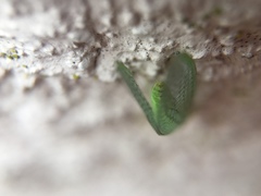 Chrysopidae