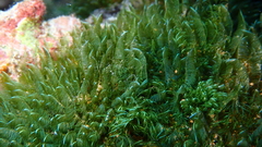Bryopsis pennata
