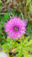 Astylus vittaticollis