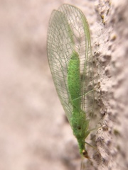 Chrysopidae