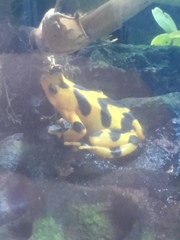 Atelopus zeteki