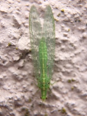 Chrysopidae