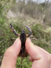 Distocambarus
