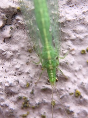 Chrysopidae
