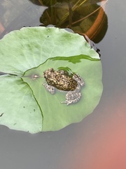 Duttaphrynus melanostictus