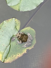 Duttaphrynus melanostictus