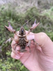 Distocambarus