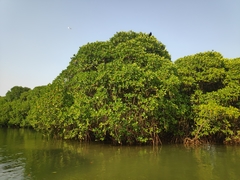 Rhizophora