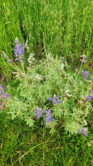 Lupinus altimontanus