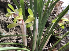 Cymbidium goeringii