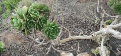 Aeonium lancerottense image